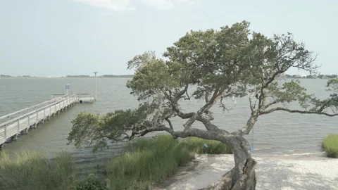Tree By The Bay Stock Footage 252210215