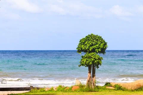Tree on the beach with blue sky Stock Photos