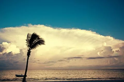 Tree on the beach. Cloud Stock Photos