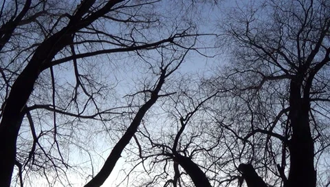 Tree  on the beach Video stock 35870504