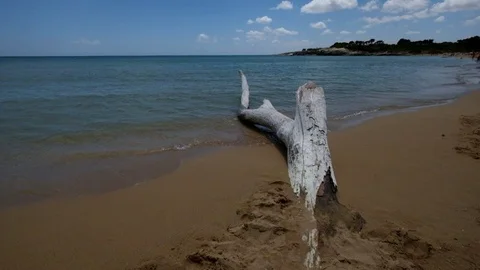 Tree on the beach Stock Footage 91212749