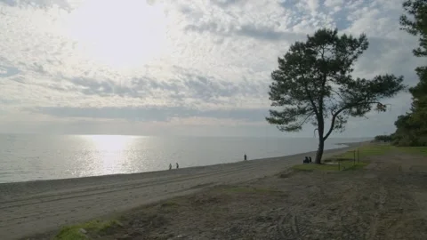 Tree on a beach Stock Footage 262892969