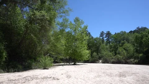 Tree on the Beach Stock Footage 271369158