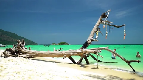 Tree on beach in Koh Lipe Famous Island Of Thailand Stock-Footage 77655013