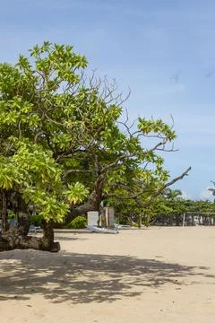 Tree is on the beach next to the ocean. The tree is bare and the beach is san Stock Photos