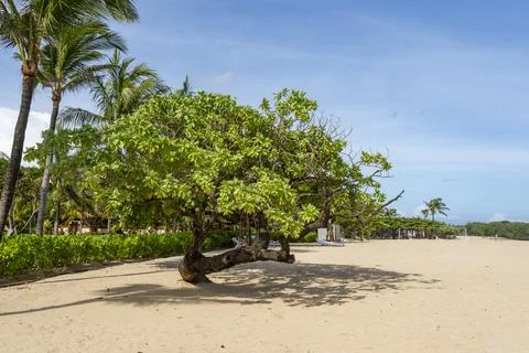Tree is on the beach next to the ocean. The tree is bare and the beach is san Stock Photos