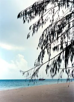 Tree beach ocean clouds minimal minimalism beach landscape schooner Stock Photos