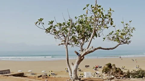 Tree Beach Panorama 4k Stock Footage 69026610