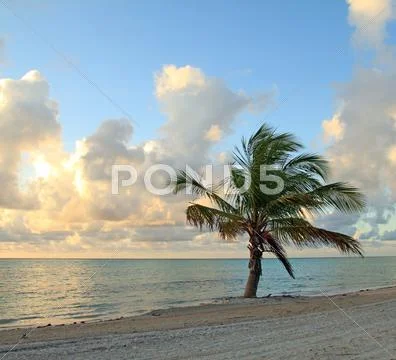 Tree on a beach Stock Photos