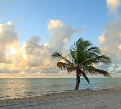 Tree on a beach Foto stock