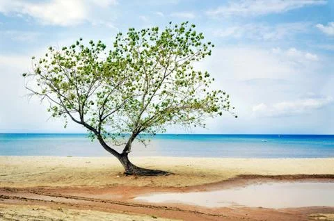 Tree at beach Stock Photos