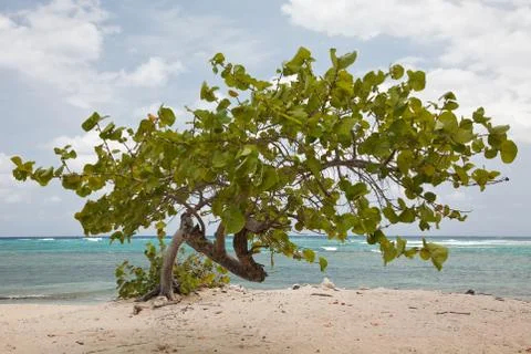 Tree on a beach Stock Photos