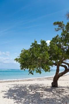 Tree on a beach Stock Photos