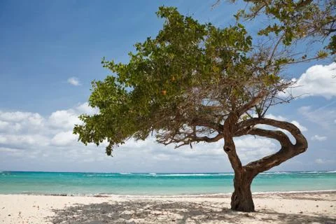 Tree on a beach Stock Photos