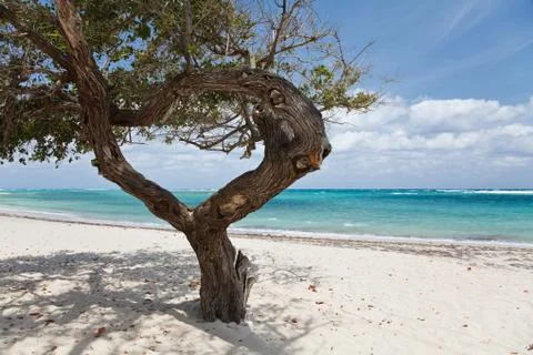 Tree on a beach Stock Photos