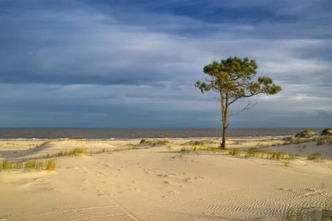 Tree on a beach Stock Photos