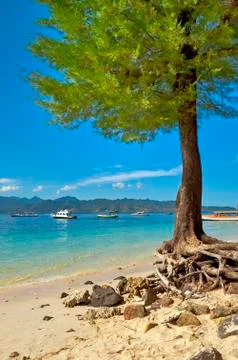 Tree On Beach Stock Photos