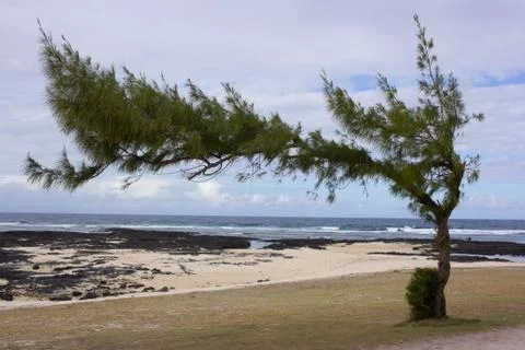Tree on the beach Stock Photos