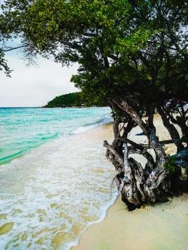 Tree on the beach Foto stock