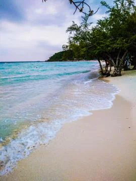 Tree on the beach Foto stock