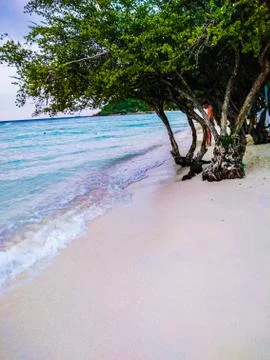 Tree on the beach Foto stock