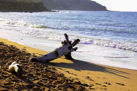 Tree on the beach Foto stock