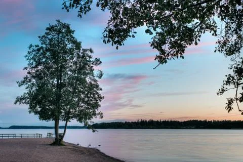Tree on the beach 스톡 사진