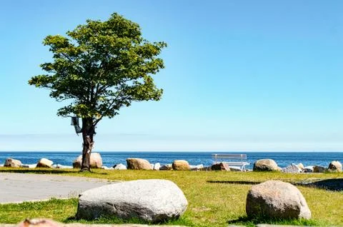 Tree at the beach Stock Photos