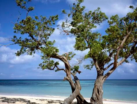 Tree at beach Stock Photos