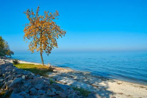 Tree on the beach Foto stock