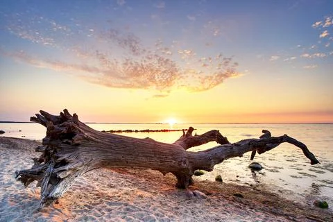 The tree on the beach Stock Photos