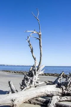 Tree on the beach Stock Photos