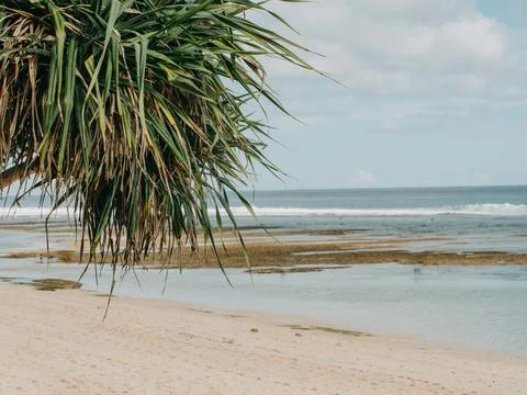 A tree on the beach Stock Photos