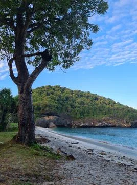 Tree on beach Stock Photos