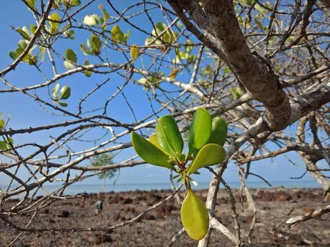 Tree on the beach Stock Photos