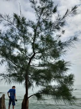 Tree on the beach Stock Photos