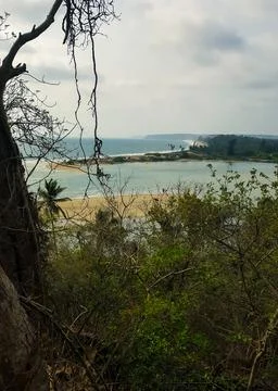 Tree on the beach Stock Photos