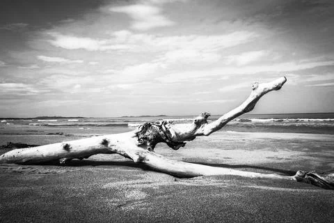 Tree on beach Stock Photos