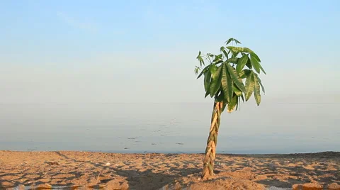 Tree on the beach, sandy beach girl run Stock Footage 6524809