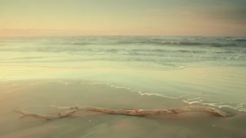 Tree on a Beach at Sunset Stock Footage 143995469
