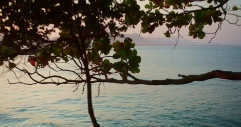 Tree on the Beach in the Sunset With Mountains in Background Stockbeeldmateriaal 247461516