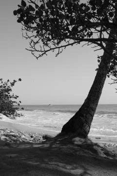 Tree at beach view Stock Photos