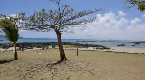 Tree on Beach with weird shadow Stock-Footage 32152471