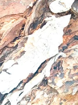 A tree on the beach whose bark is very unique Stock Photos