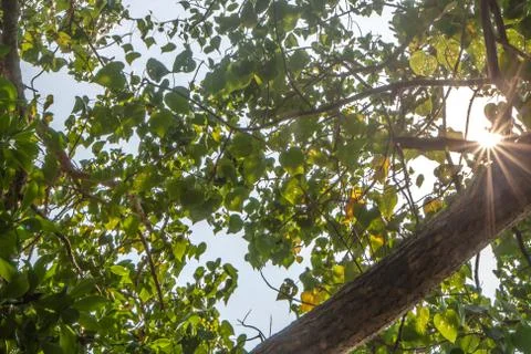 Tree with beams of sun Stock-Fotos