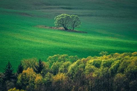 Tree on beatiful green meadow under blue sky. Wallpaper photo 스톡 사진