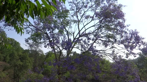 Tree with beautiful blue flowers Stock-Footage 38006963