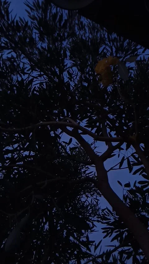 Tree beautiful Stock Footage 209888646
