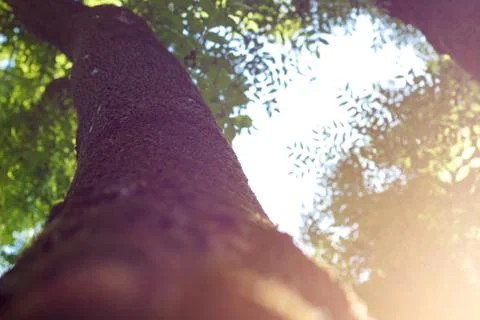 Tree beautiful insolate. Stock Photos