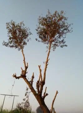 Tree beautiful landscape image Stock Photos